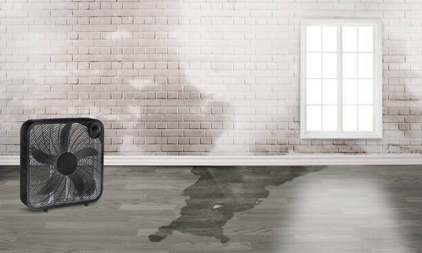 Best Basement water damage restoration  in Conrad, IA